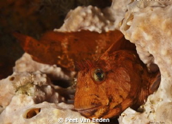 A friendly blenny,near the  Gelderland wreck, Hout bay, S... by Peet Van Eeden 